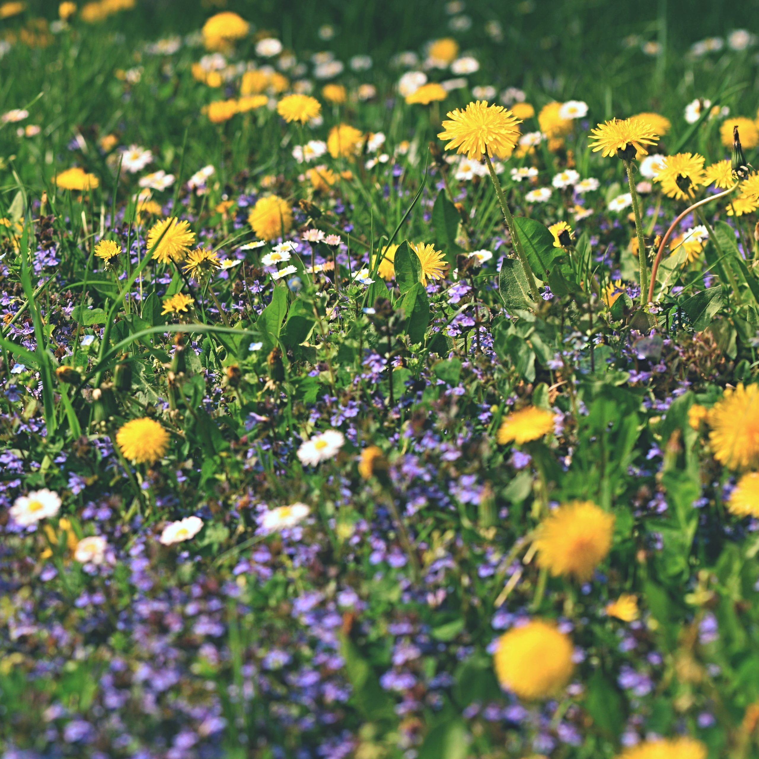 de-mu champ de fleurs