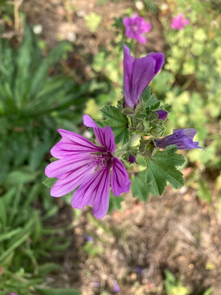 fleur violette de-mu