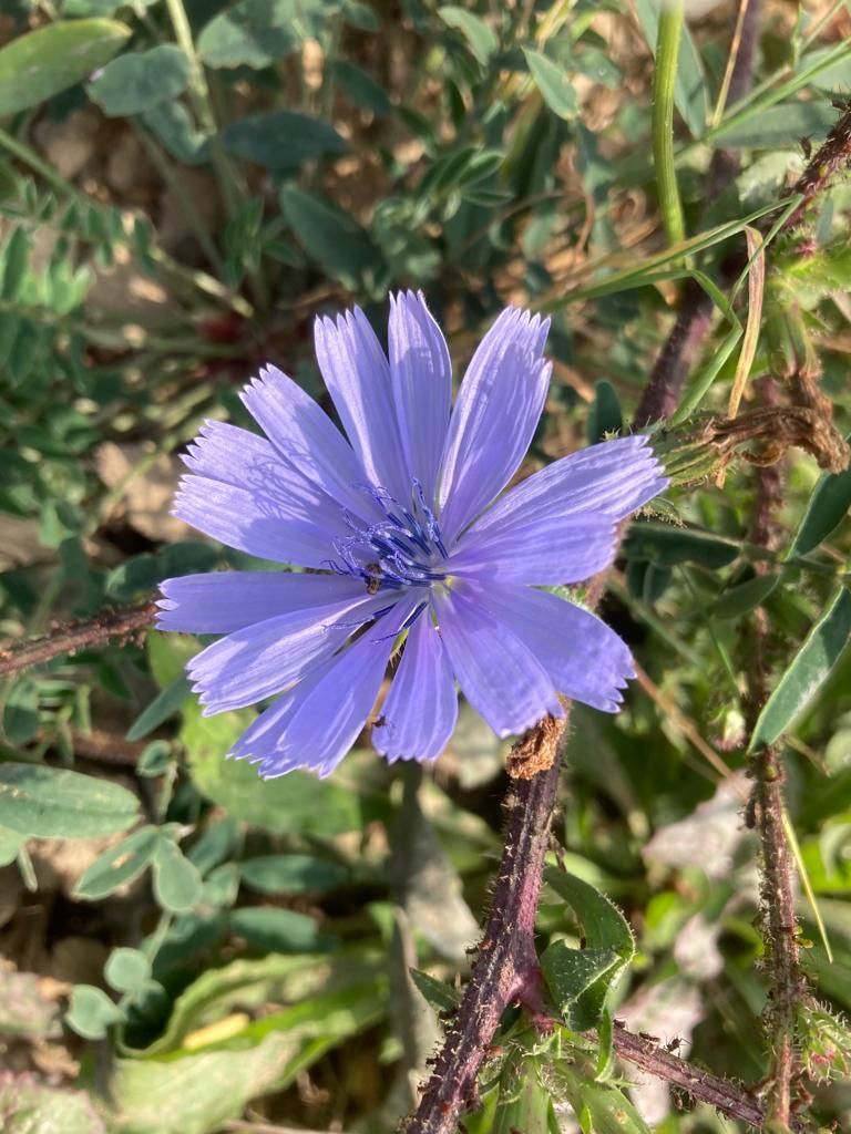 fleur bleu de-mu 